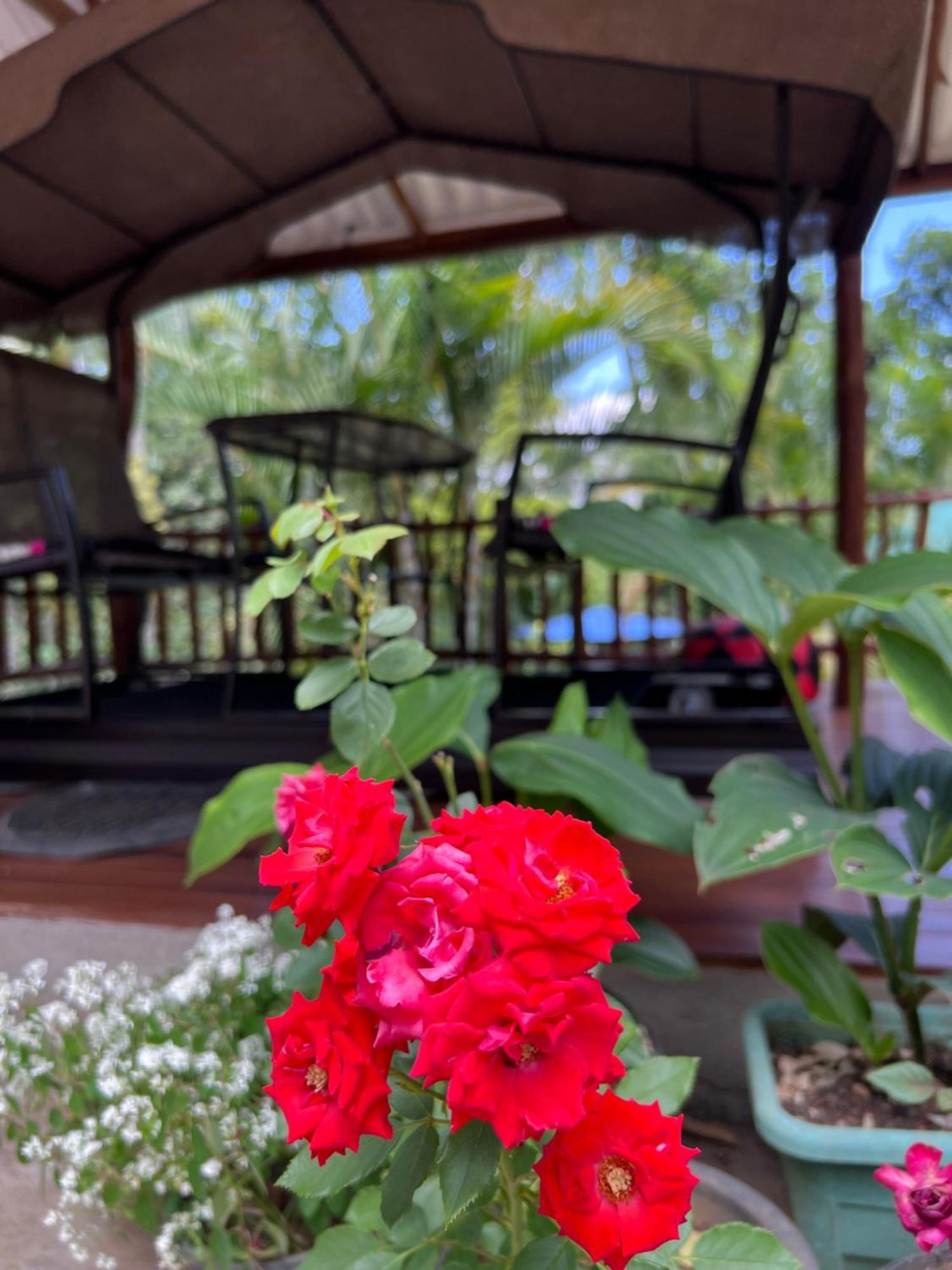 Eeshani Guest Inn إيلا المظهر الخارجي الصورة